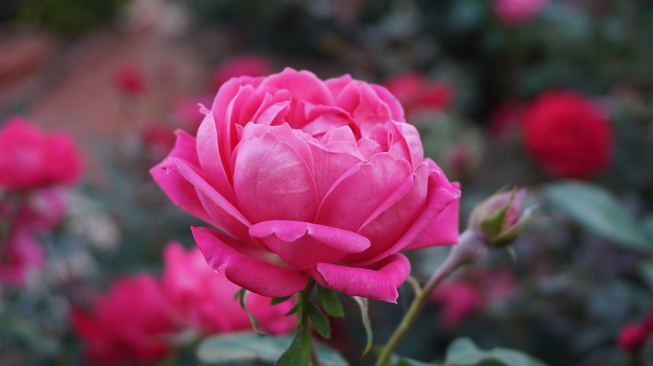 How to Create a Picture-Perfect Rose Garden